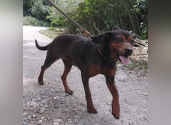 Missy braucht Liebe