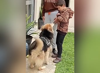 RAFA sucht liebevolles Daheim