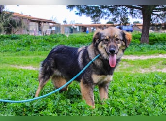 Roslyn, Mix Collie / Schäferhund, lieb und verträglich