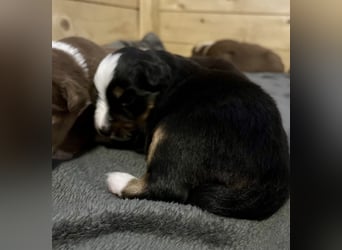 Mini Australien Shepherd Welpen suchen Traumzuhause
