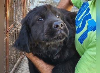 ARCHIE❤️ junger, kinderlieber Chow-Chow-Retriever-Mix-Rüde: perfekter Familienhund!