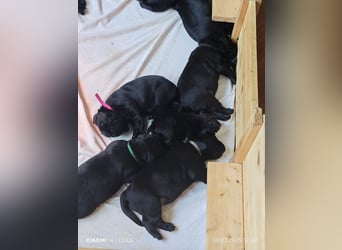 Labradorwelpen suchen bestes Zuhause