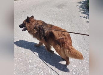 Chow hofft auf ein Zuhause