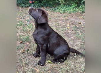 Wunderschönen Labrador Rüden
