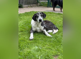 ♥LADI♥ am 13.7. bei "Tiere suchen ein Zuhause"-lieber, unkomplizierter und dankbarer Schmusebär 63cm