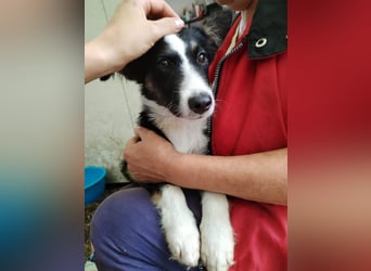 VITO - ein liebevolles Zuhause gesucht