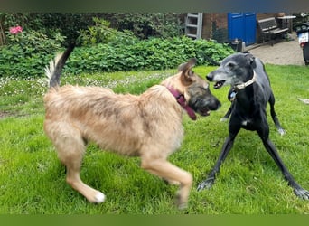 Molly, sucht ihre Menschen