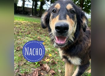 Nacho ein freundlicher junger Rüde