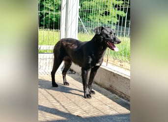 zierliche kleine Terrier Mischlings Hündin Lilly sucht ein Zuhause oder PS