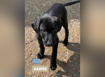 Kasper,geb.02/25,hübscher Labrador Mix sucht seine Familie