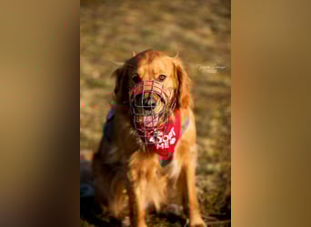 Milo Dark Golden Retriever Rüde katzenverträglich sucht erfahrenes Zuhause