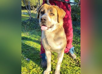 Notfell-Hündin ♥Honey♥ sucht dringend ihre emphatische PS/ES
