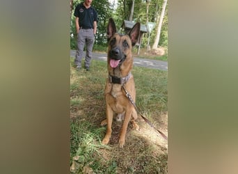 Godi - der freundliche, Menschenbezogene Malinois