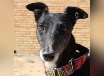 NORMA-klassische Galga: elegant, feinfühlig und voller innerer Stärke
