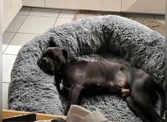 OEB Boxer Mix Nero aus schlechter Haltung
