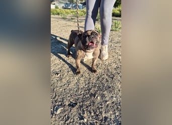 Zwei Frenchies suchen zusammen ihr Glück