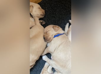 Golden Retriever Welpen