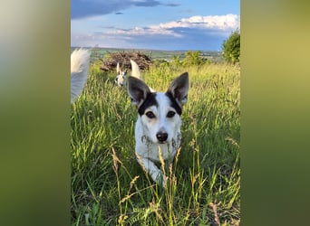 Mara und Max suchen ein Zuhause