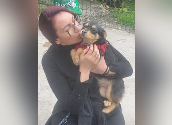 Kira - Kleine Hundedame mit großen Augen sucht ihr Zuhause!