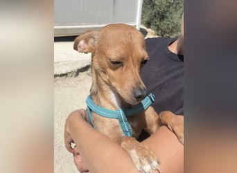 Cosimo, sucht sein Happy End
