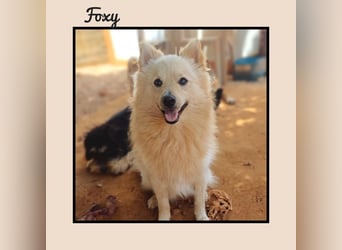Der soziale u. anhängliche Spitz Rüde FOXY sucht Familienanschluss! MIT VIDEO!