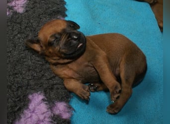 wunderschöne Rhodesian Ridgeback Welpen ! ! ! absolut vitale und einwandfreie kleine Engel