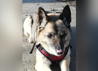 Naala, gut erzogene Schäferhund Mischlingshündin