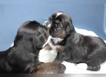 Tibet Terrier Welpen, VDH Papiere, zobel und tricolor