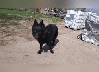Altdeutsche Schäferhund Hündin
