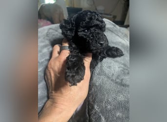 Zwergpudel Toypudel Welpen Warteliste Premium Aufzucht