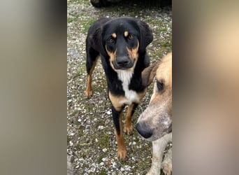 Letti, geb. ca. 05/2024, lebt in GRIECHENLAND, auf einem Gelände, auf dem die Hunde notdürftig verso