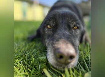 Momo - knapp 7 Jahre in Tierheim