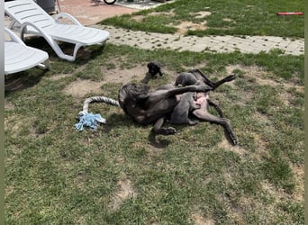 Deutsche Dogge Welpen