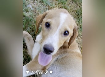 Teddy und seine Geschwister suchen ab September ein Zuhause