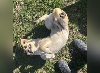 Berlin ein Smiley Dog