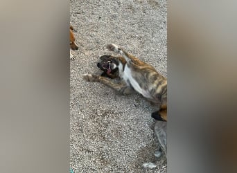 Bimba, wird immer übersehen