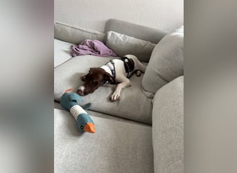 Chilli(PA) kleiner süßer Bube sucht dringend seine Familie