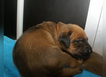 wunderschöne Rhodesian Ridgeback Welpen ! ! ! absolut vitale und einwandfreie kleine Engel