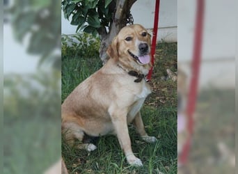 Joy, liebevolle Labrador Mischlingshündin