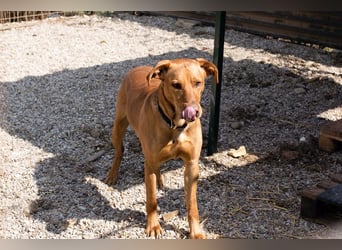 Nougat – Sucht Menschen mit Hundeverstand