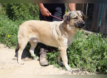 Lovis, Mix Labrador / Rafeiro Alentejano