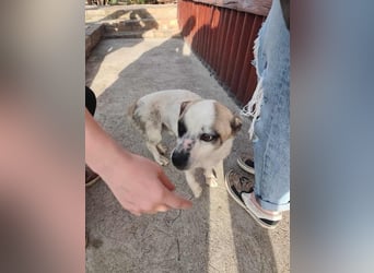 Mikey, geboren 30.03.2023, 29cm sucht sein Körbchen