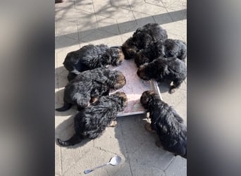 Deutsche Schäferhunde Langstockhaar