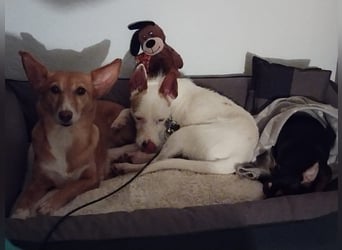 Joaozinho, Podengo-Mix, scheuer kleiner Bub