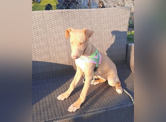 Pharaonenhund Feride