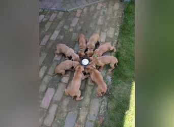 Ungarisch-Drahthaar-Welpen (UD) - Magyar Vizsla