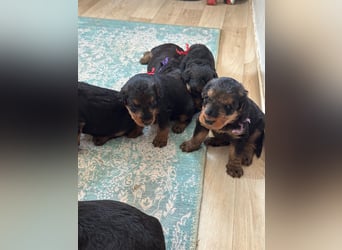 Typvolle Airedale Terrier Welpen aus Leistungszucht VDH/KfT