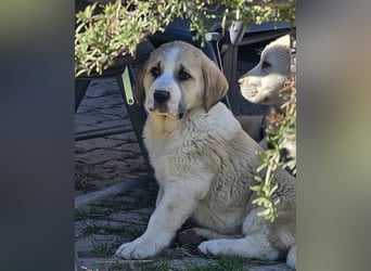 Mittelasiatischer Schäferhund mit stammbaum