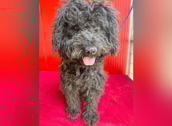 schmusige Puli-Hündin XENA - 2 Jahre, 40cm/12kg 
