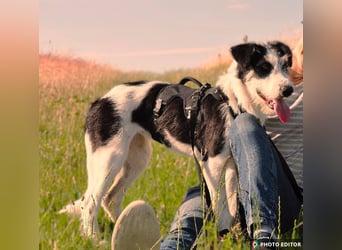 Lucy, unser Sonnenschein sucht ihr Familie, PS in 33034 Brakel